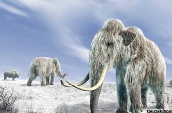 Fueron los volcanes y no los meteoritos los responsables del enfriamiento global y extinción de los mamuts hace 13.000 años
