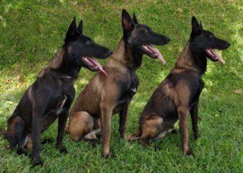 FAES da de alta a 3 pastores belgas cuyo valor estimado es de $42,000