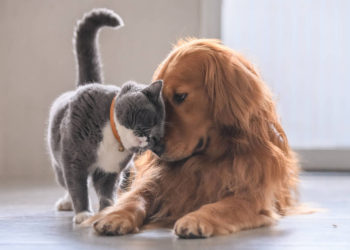 Desmienten el mito sobre la rivalidad innata entre perros y gatos