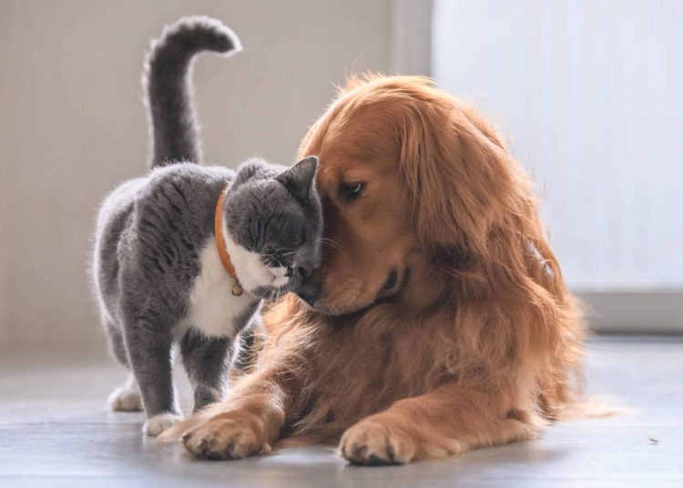 Desmienten el mito sobre la rivalidad innata entre perros y gatos