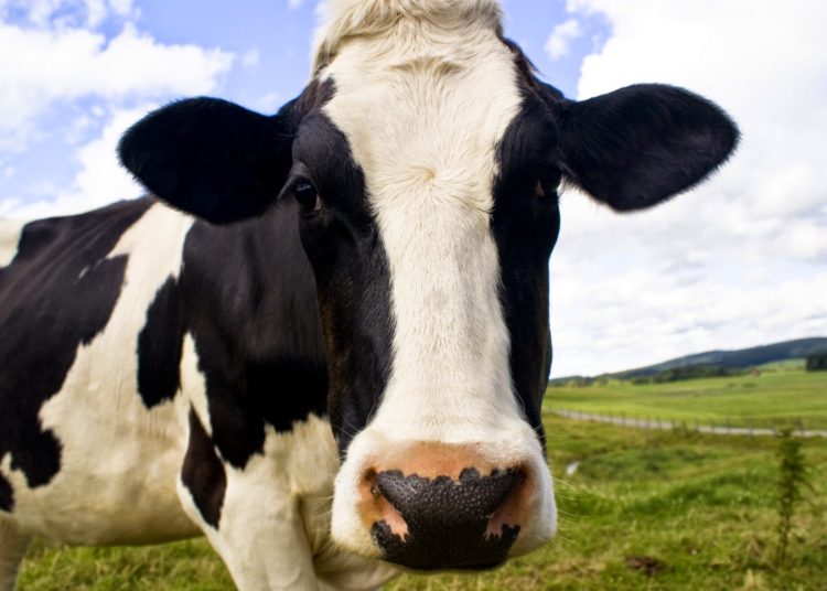 (VIDEO) Una vaca acude a la ventana de su dueño cada día y muge para recibir su abrazo matutino