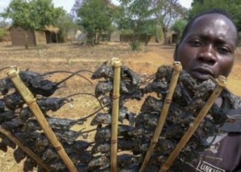 En Malaui, usan brochetas de ratón para ahuyentar el hambre durante la pandemia