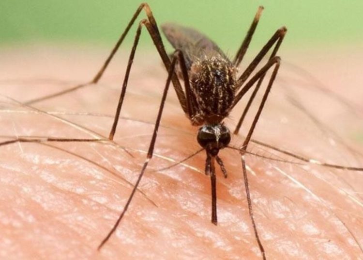Detectan en EE.UU el primer caso sospechoso de infección humana por un virus mortal transmitido por mosquitos