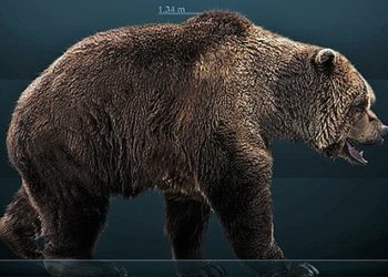 Descubren en Siberia el primer cuerpo de un oso extinto hace 15.000 años, completamente conservado