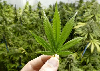 Encuentran un nuevo uso medicinal de cannabis que podría prevenir el cáncer de colon