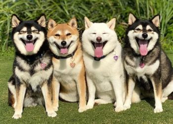 Hina, el perrito que adora ‘estropear’ las fotos de su dueña con sus payasadas