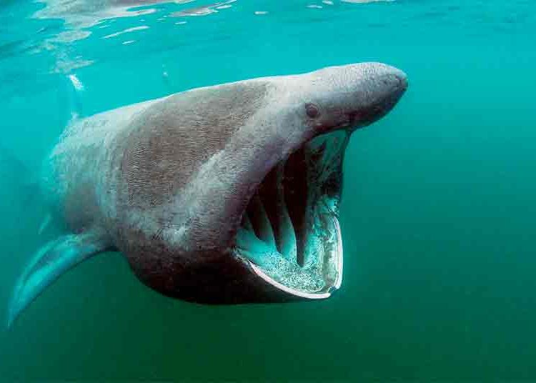 (VIDEO) Nada en aguas con poca visibilidad y se topa cara a cara con un tiburón peregrino de más de 5 metros