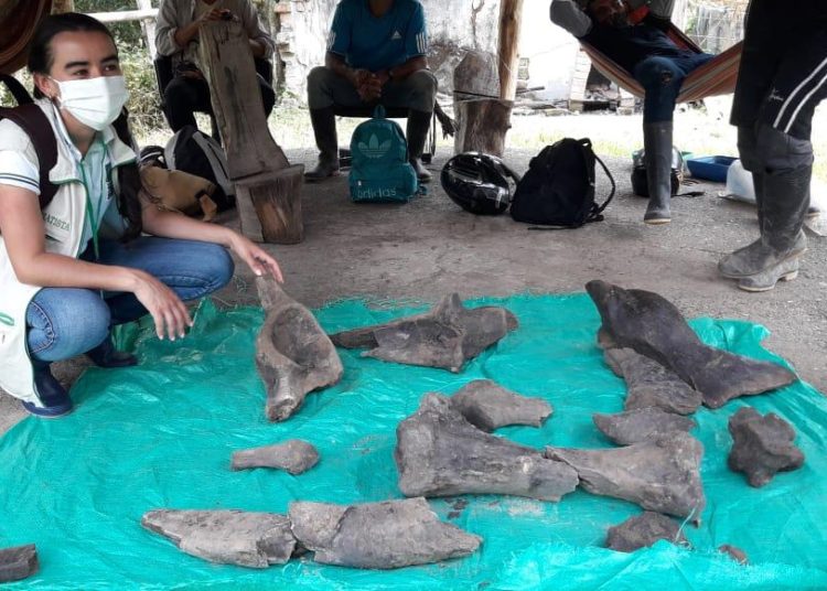 Hallan restos de un mastodonte de más de 10.000 años de antigüedad en una mina artesanal de oro en Colombia