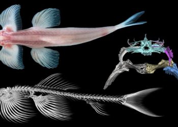 Un estudio descubre 11 especies de peces capaces de caminar