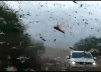 (VIDEOS) Nubes de insectos invaden una ciudad de Siberia