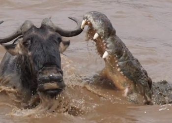 (VIDEO) Un suertudo ñu escapa en el último segundo de las fauces de un cocodrilo hambriento