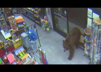 (VIDEO) Osos pardos ingresan a dos tiendas de California para comer dulces