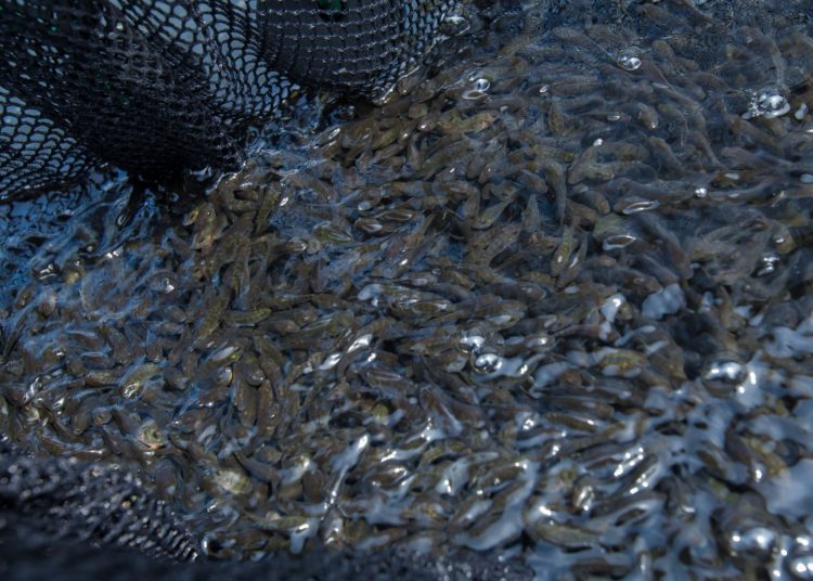 MAG inauguró segunda planta procesadora de tilapias del país