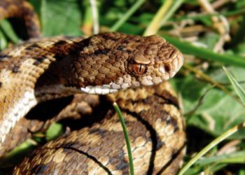 Un hombre lleva una serpiente en el cuello en vez de una mascarilla para cubrir la cara en un autobús