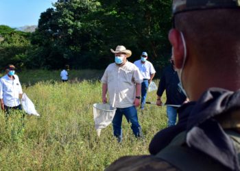 MAG activa las inspecciones en los campos de cultivos ante el riesgo de una manga de langostas
