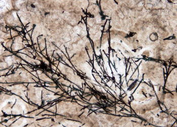 (VIDEO) Hallan los organismos terrestres más antiguos jamás detectados, de hace 635 millones de años