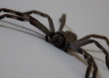 (VIDEO) Arañas invaden la habitación de una niña en Australia