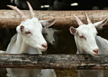 Países Bajos podría enfrentarse a una enfermedad desconocida transmitida por cabras