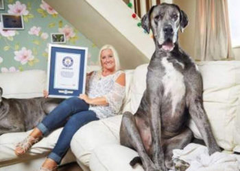 Muere a los 8 años y medio el perro más alto del mundo