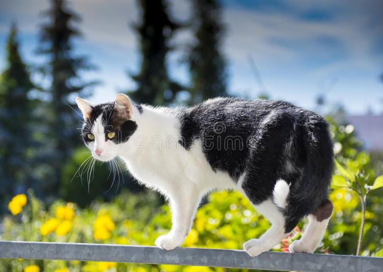 (VIDEO) Un gato sobreprotector cuida de un bebé para que no se caiga de un balcón