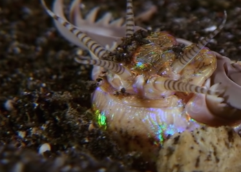 Descubren rastros fósiles de un gusano gigante con poderosas mandíbulas que acechaba bajo el lecho marino