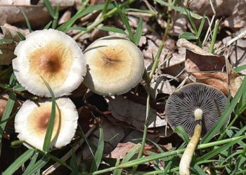 Se inyecta por vía intravenosa una infusión de hongos alucinógenos que luego le crecen en el cuerpo