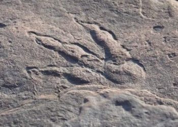 Una niña de 4 años encuentra la huella de un dinosaurio de 220 millones de años