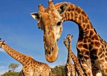 (VIDEO) Científicos quedan atónitos al descubrir jirafas enanas