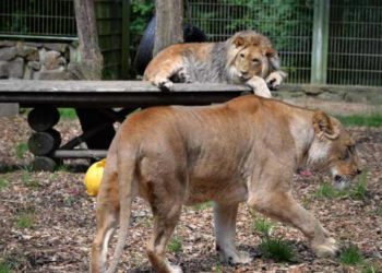 Un humorista británico quiere donar su cuerpo… a los leones del zoo de Londres