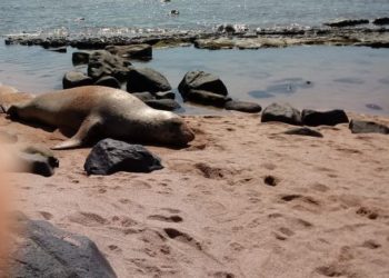 Visitantes reportan un elefante marino en playa Los Cóbanos