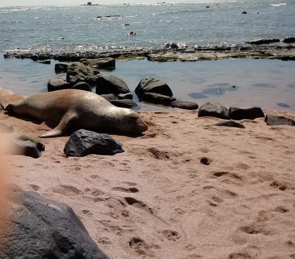 Visitantes reportan un elefante marino en playa Los Cóbanos