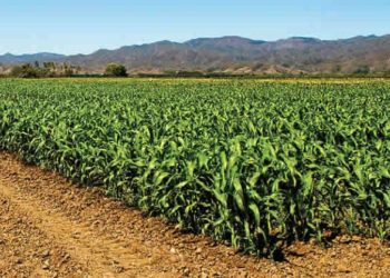Mejora el rendimiento de los cultivos de maíz y de frijol