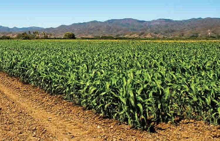 Mejora el rendimiento de los cultivos de maíz y de frijol