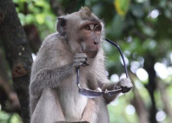 Los monos ladrones de Bali aprendieron a identificar artículos de valor para los humanos y pedir recompensa por ellos