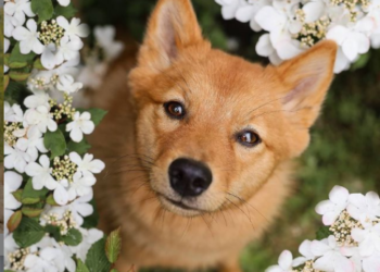 (VIDEO) Un cachorro aprende el comando «demonio» y cuando lo escucha, hace este inusual truco al estilo de ‘El Exorcista’