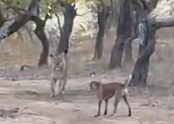 (VIDEO) Un perro sorprende a unos turistas en la India tras enfrentarse a una leona y salir victorioso