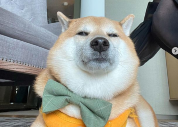 Cumple 10 años el perro de uno de los memes más populares