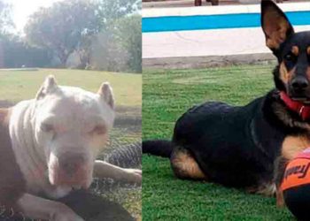 (VIDEO) Una perra valiente salva a su ‘compañera’ ciega de morir ahogada tras caer a una piscina