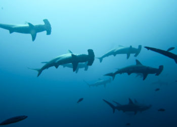 (VIDEO) Una mujer es atrapada por «200 tiburones» martillo mientras buceaba