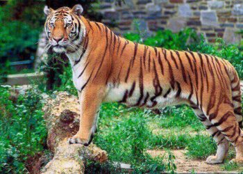 (VIDEO) Un tigre de Bengala intenta arrancar el parachoques de un vehículo en un parque en la India