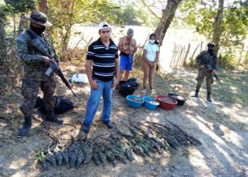 Fuerza Armada detuvo a cuatro hondureños que trataban ingresar de forma ilegal fauna silvestre al país