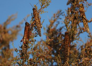 El Salvador redoblará esfuerzos para que la plaga de la langosta voladora de Guatemala no afecte los cultivos nacionales