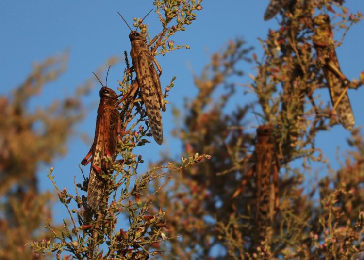 El Salvador redoblará esfuerzos para que la plaga de la langosta voladora de Guatemala no afecte los cultivos nacionales