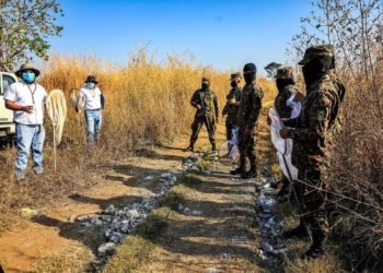 Ministerio de Agricultura verifica campos de cultivos para evitar plaga de langostas voladoras