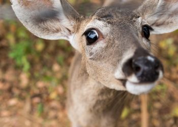 Niño de cuatro años sale a pasear y regresa con un venado como mascota