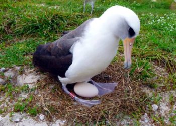 El ave marina más vieja del mundo vuelve a ser madre a los 70 años