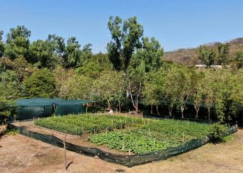 Los cinco viveros de CEL cuentan con la capacidad para forestar la ruta del Bypass de la Libertad