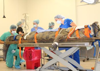 Someten a un cocodrilo a una cirugía para quitarle un zapato del estómago