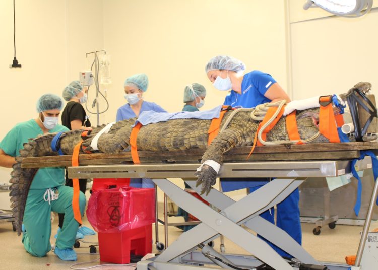 Someten a un cocodrilo a una cirugía para quitarle un zapato del estómago