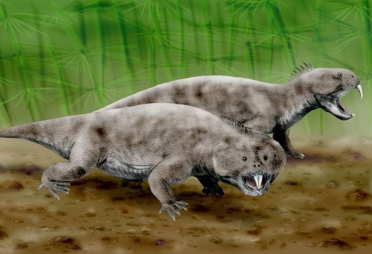 Descubren en Argentina una nueva especie de rincosaurio de cerca de 230 millones de años de antigüedad